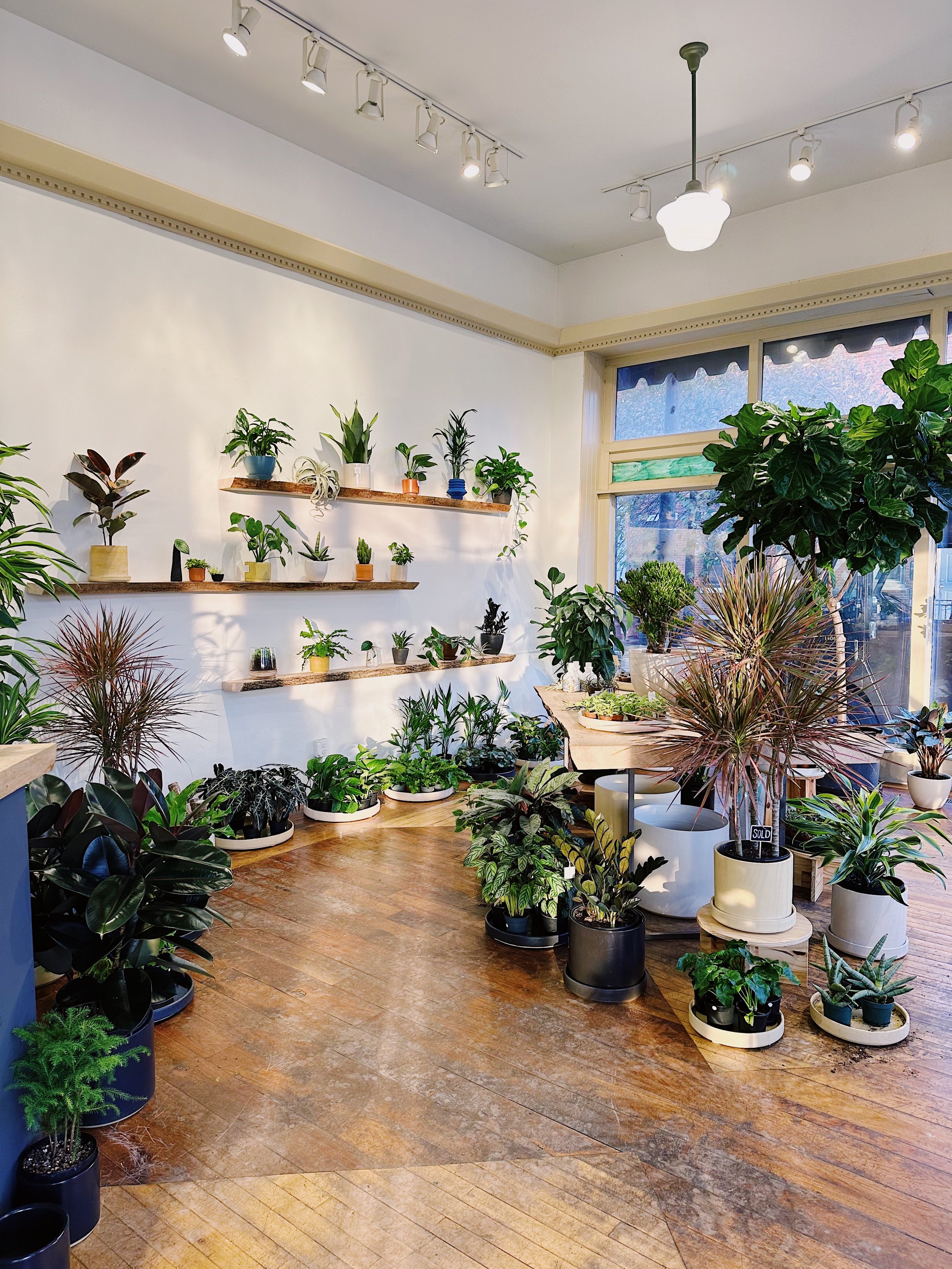 PHILADELPHIA, PA : BELLA VISTA — STUMP PLANTS · WARES · COMMUNITY